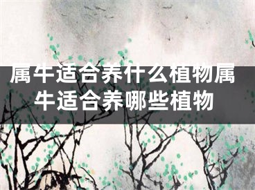 属牛适合养什么植物属牛适合养哪些植物