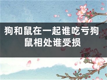 狗和鼠在一起谁吃亏狗鼠相处谁受损