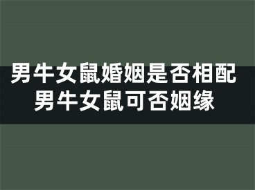 男牛女鼠婚姻是否相配男牛女鼠可否姻缘