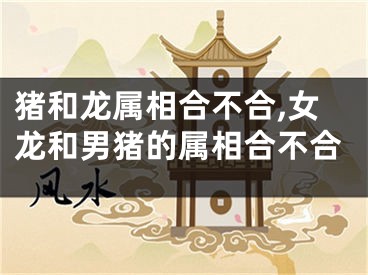 猪和龙属相合不合,女龙和男猪的属相合不合