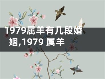 1979属羊有几段婚姻,1979 属羊