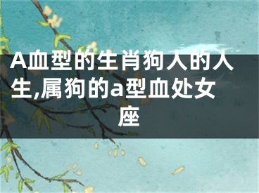 A血型的生肖狗人的人生,属狗的a型血处女座