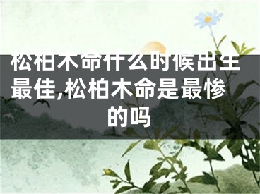 松柏木命什么时候出生最佳,松柏木命是最惨的吗