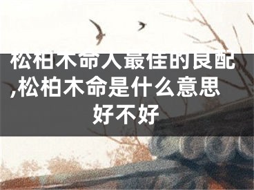 松柏木命人最佳的良配,松柏木命是什么意思好不好