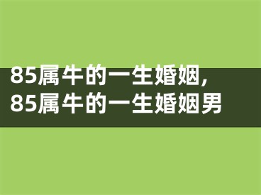 85属牛的一生婚姻,85属牛的一生婚姻男