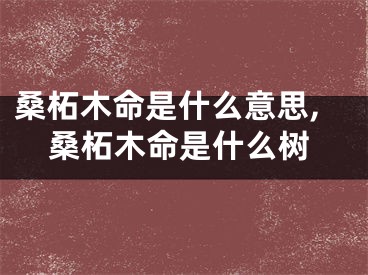 桑柘木命是什么意思,桑柘木命是什么树