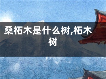 桑柘木是什么树,柘木树