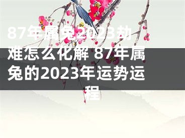 87年属兔2023劫难怎么化解 87年属兔的2023年运势运程