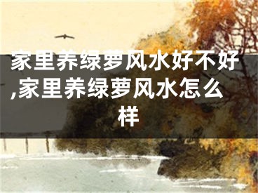 家里养绿萝风水好不好,家里养绿萝风水怎么样
