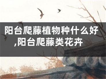 阳台爬藤植物种什么好,阳台爬藤类花卉