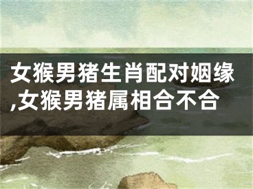 女猴男猪生肖配对姻缘,女猴男猪属相合不合