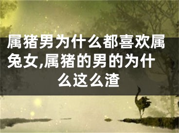 属猪男为什么都喜欢属兔女,属猪的男的为什么这么渣