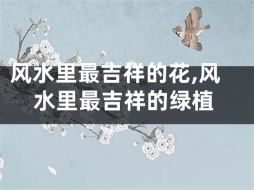 风水里最吉祥的花,风水里最吉祥的绿植