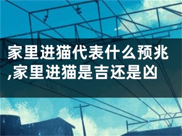家里进猫代表什么预兆,家里进猫是吉还是凶