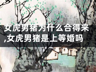 女虎男猪为什么合得来,女虎男猪是上等婚吗