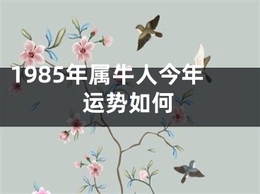 1985年属牛人今年运势如何