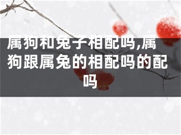 属狗和兔子相配吗,属狗跟属兔的相配吗的配吗