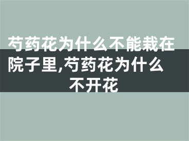 芍药花为什么不能栽在院子里,芍药花为什么不开花