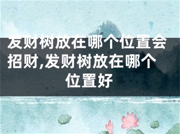发财树放在哪个位置会招财,发财树放在哪个位置好
