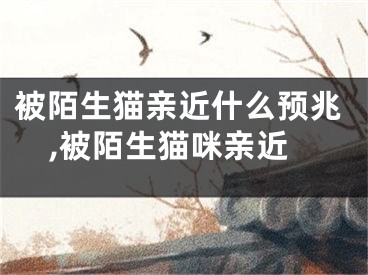 被陌生猫亲近什么预兆,被陌生猫咪亲近