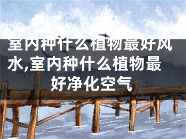 室内种什么植物最好风水,室内种什么植物最好净化空气
