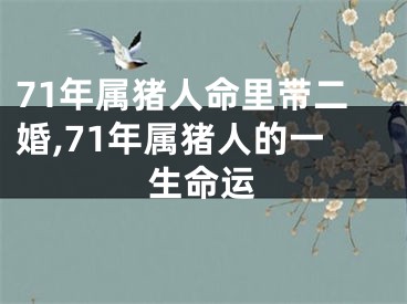 71年属猪人命里带二婚,71年属猪人的一生命运