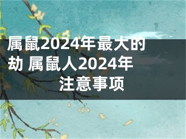 属鼠2024年最大的劫 属鼠人2024年注意事项