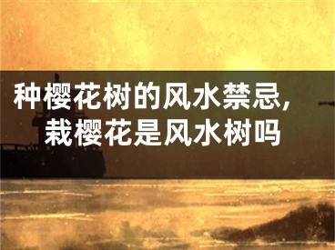 种樱花树的风水禁忌,栽樱花是风水树吗