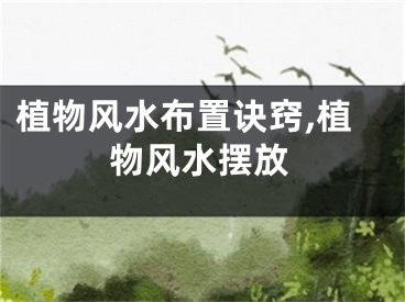 植物风水布置诀窍,植物风水摆放