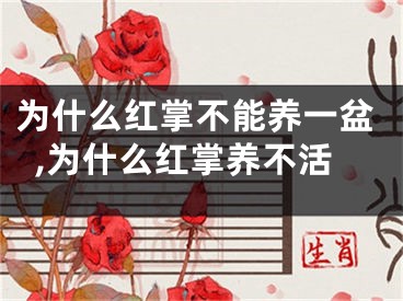 为什么红掌不能养一盆,为什么红掌养不活