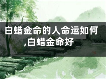 白蜡金命的人命运如何,白蜡金命好
