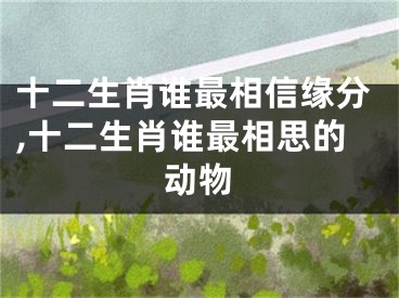 十二生肖谁最相信缘分,十二生肖谁最相思的动物