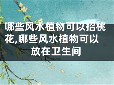 哪些风水植物可以招桃花,哪些风水植物可以放在卫生间