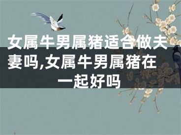 女属牛男属猪适合做夫妻吗,女属牛男属猪在一起好吗