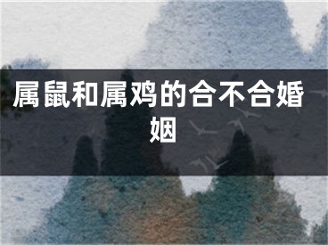 属鼠和属鸡的合不合婚姻