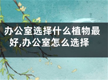 办公室选择什么植物最好,办公室怎么选择