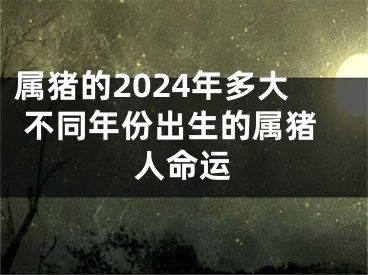 属猪的2024年多大 不同年份出生的属猪人命运