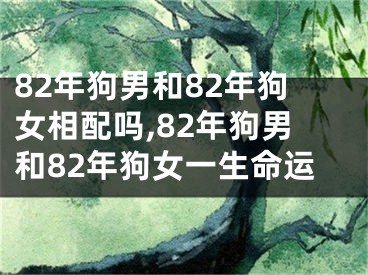 82年狗男和82年狗女相配吗,82年狗男和82年狗女一生命运
