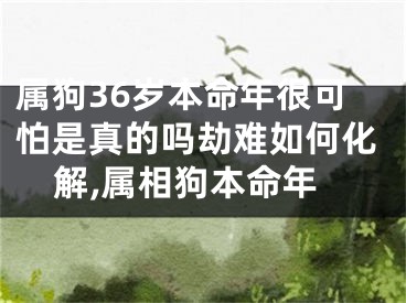 属狗36岁本命年很可怕是真的吗劫难如何化解,属相狗本命年