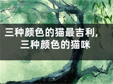三种颜色的猫最吉利,三种颜色的猫咪