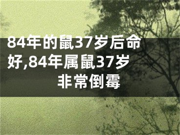 84年的鼠37岁后命好,84年属鼠37岁非常倒霉