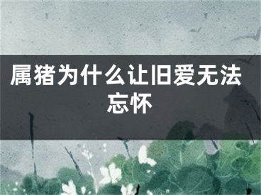 属猪为什么让旧爱无法忘怀