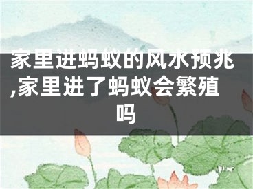 家里进蚂蚁的风水预兆,家里进了蚂蚁会繁殖吗