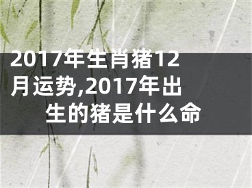 2017年生肖猪12月运势,2017年出生的猪是什么命