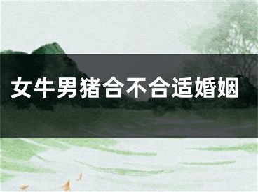 女牛男猪合不合适婚姻