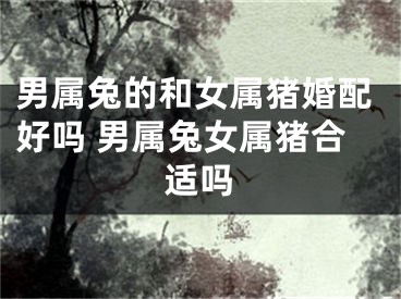 男属兔的和女属猪婚配好吗 男属兔女属猪合适吗