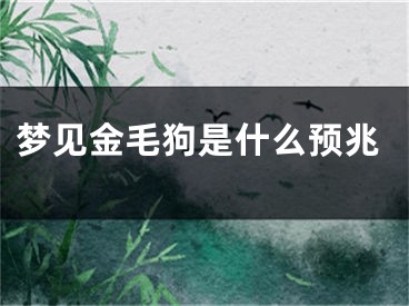 梦见金毛狗是什么预兆