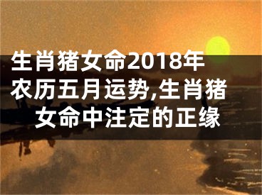 生肖猪女命2018年农历五月运势,生肖猪女命中注定的正缘