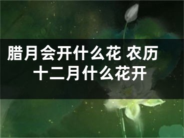 腊月会开什么花 农历十二月什么花开
