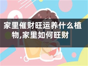 家里催财旺运养什么植物,家里如何旺财